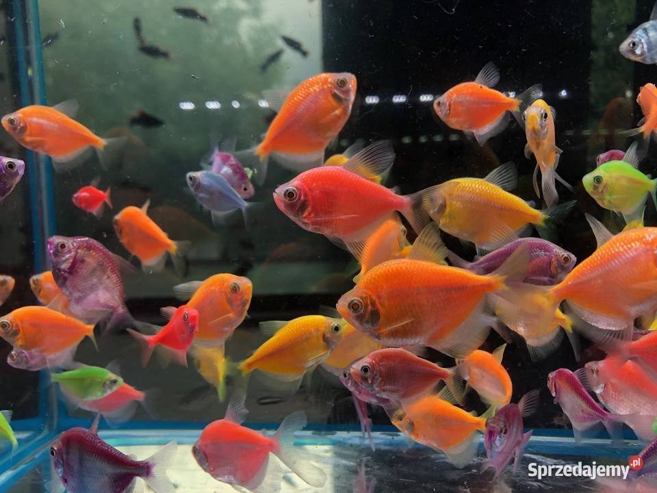 Tetra mix kolorów Justynów