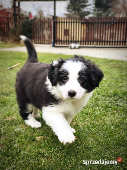Piesek Border Collie Krosno