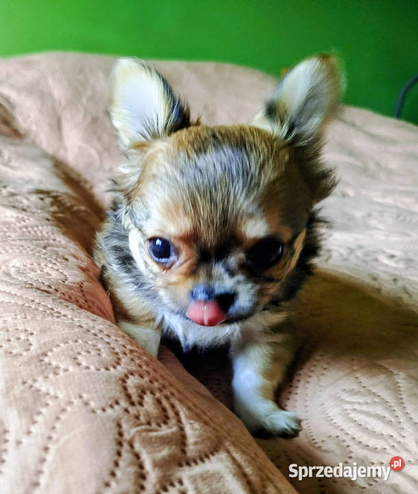 Chihuahua maleńki piesek długowłosy Konin