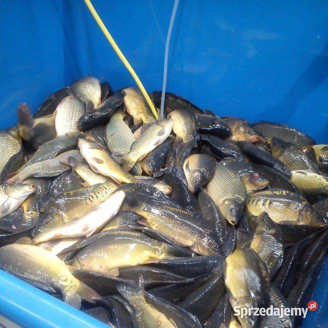 KARP KRÓLEWSKI ŁÓDŹ 10 1 Łódź