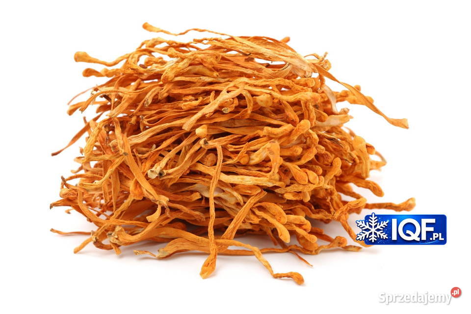 Kordyceps suszony Cordyceps 100g Maczużnik Lublin