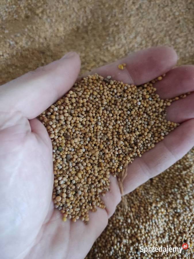 Gorczyca ładna Rolnictwo mazowieckie Mochowo Nowe