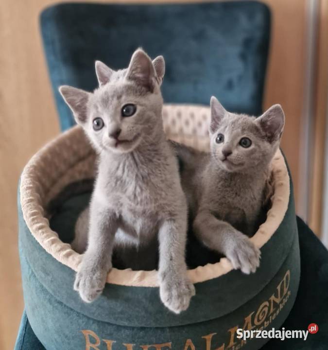 Kot rosyjski niebieski Rosyjski Kraków