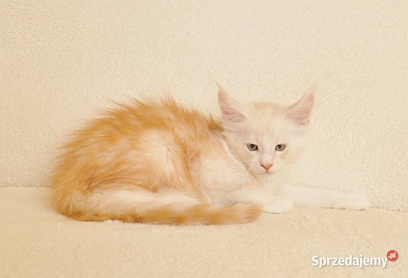Przepiękny kocurek Maine Coon LEGALNA HODOWLA Białystok