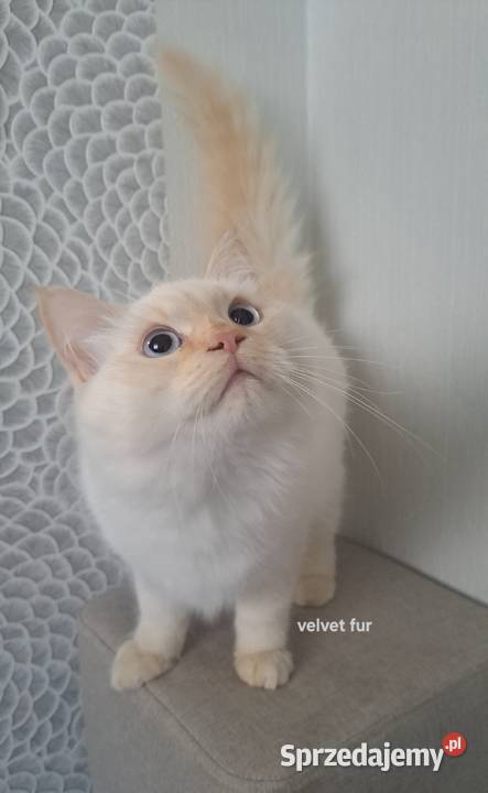 Kocur kremowy neva masquerade kot syberyjski Chrząstowice