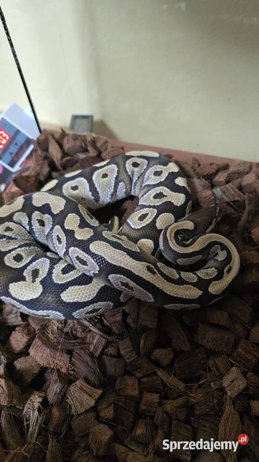 Pyton Królewski duży samica Prudnik