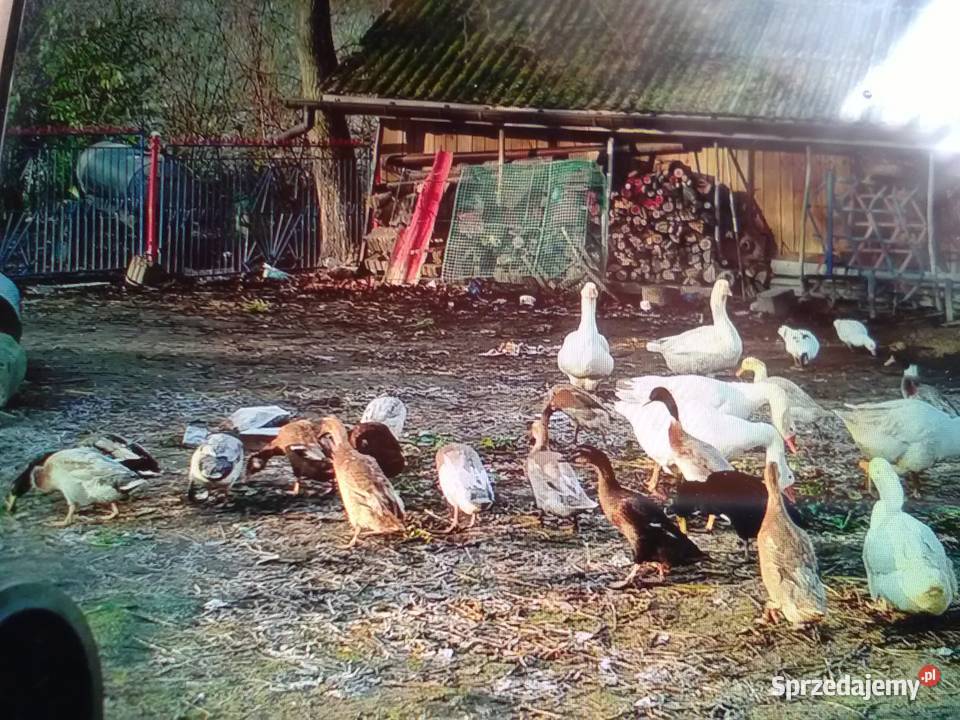 Sprzedam kaczki biegusy parę 220zl Tomaszów sprzedam