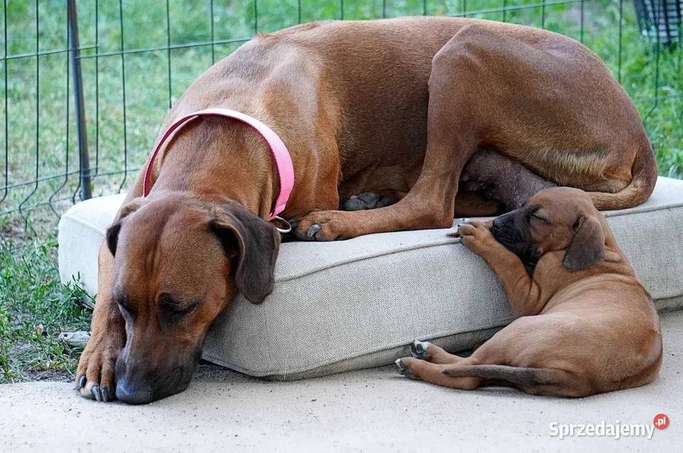 Rhodesian Ridgeback szczenię niestandartowe Pozostałe Dłutów