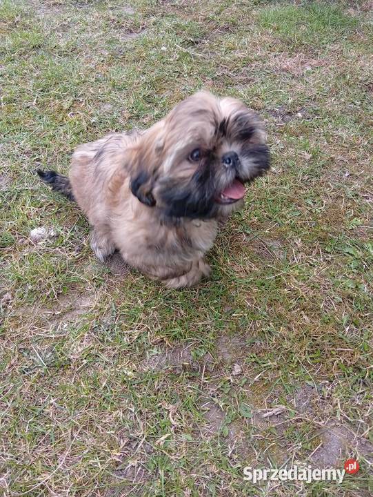 Śliczne shih tzu Szczerców sprzedam