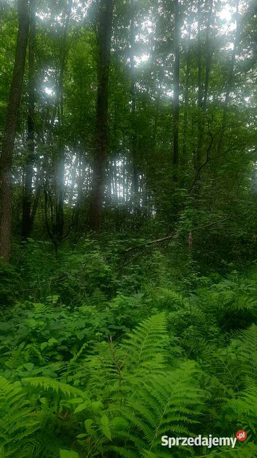 Sprzedam 2 działki rolno leśne las budowlana Kolonia Giżyce