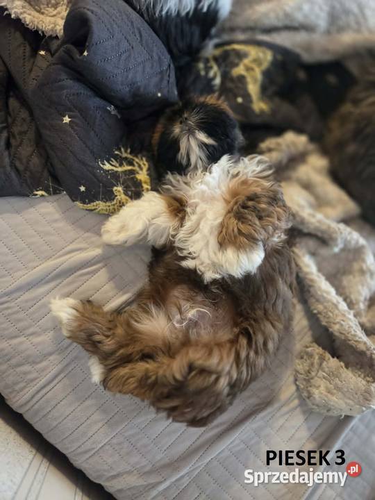 Sprzedam szczeniaczki Shih Tzu