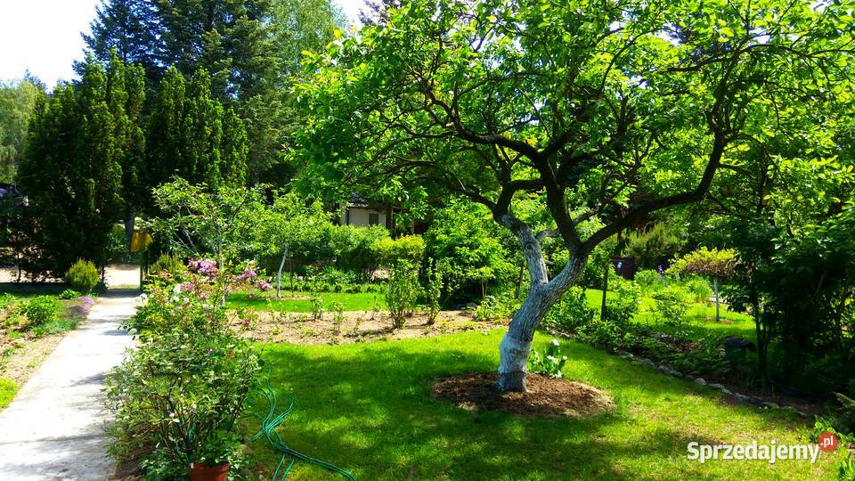 Działka ROD Poznań Darzynka prąd woda drzewka