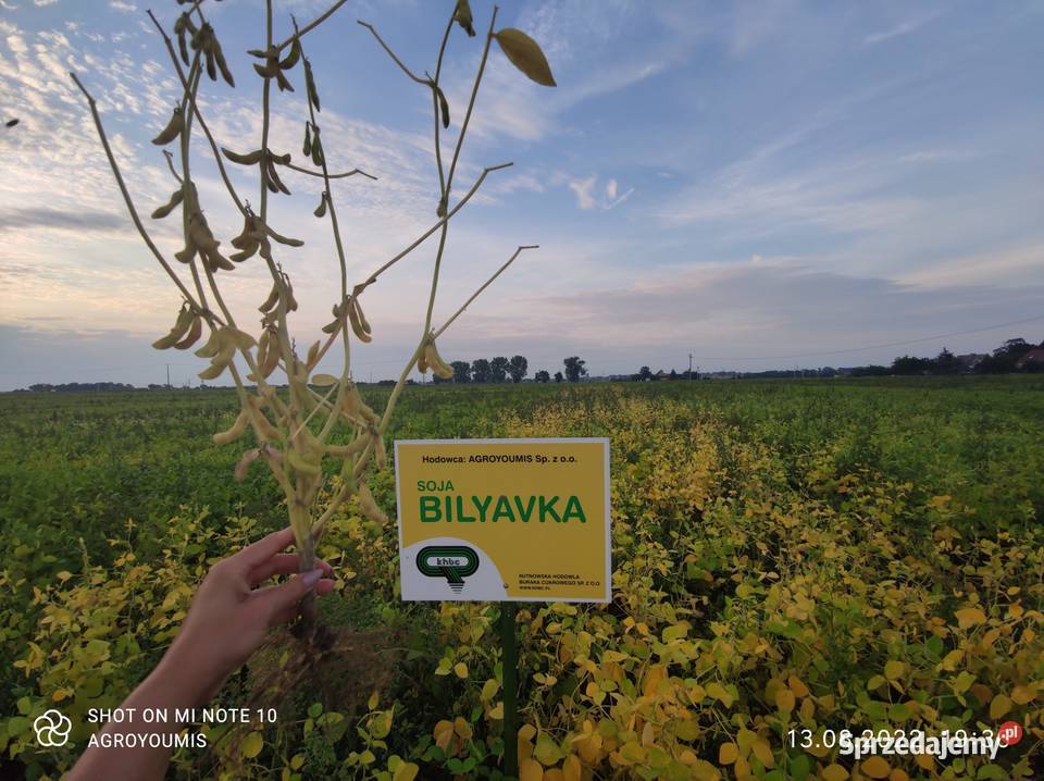 Soja nasiona soi Bilyavka Rudnik nad Sanem