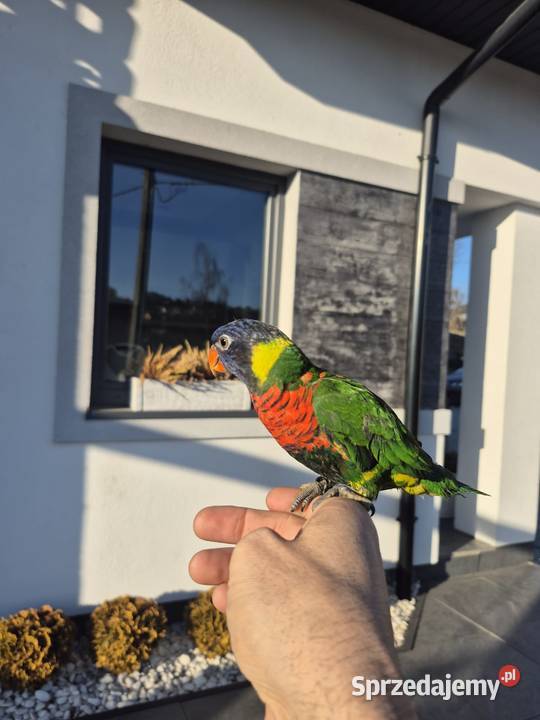 Lorysa małopolskie Limanowa