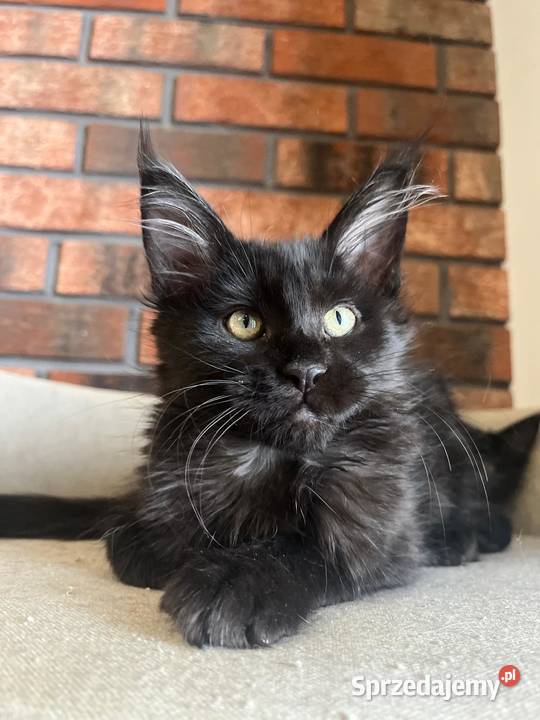 Kotka Maine Coon Lukrecja Szembruk