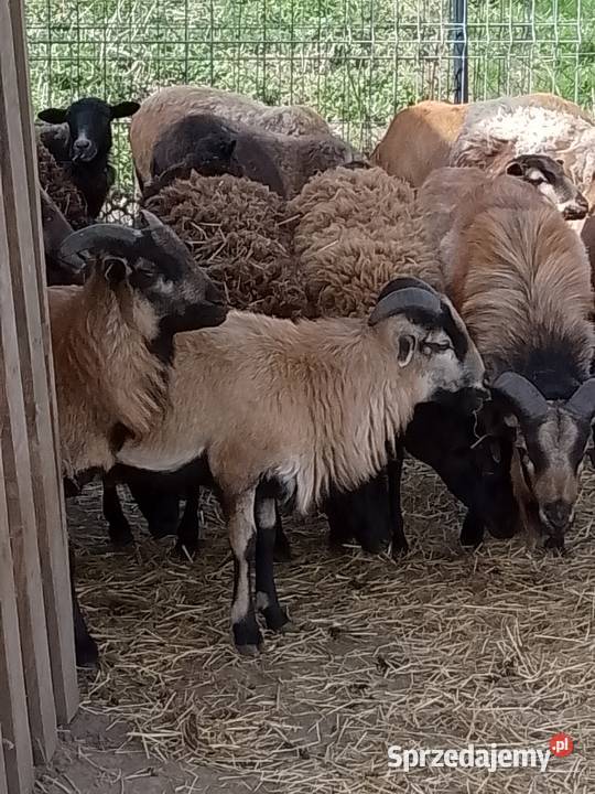 Owce kameruńskie dolnośląskie Kobierzyce