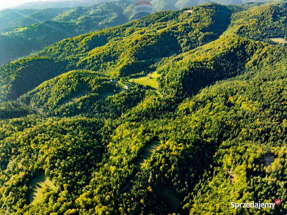 Polana w lesie Sprzedaż Harklowa sprzedam