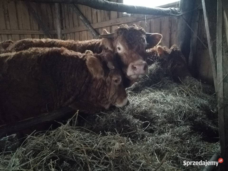 Byki 100 limousine Bydło mięsne Gołdap