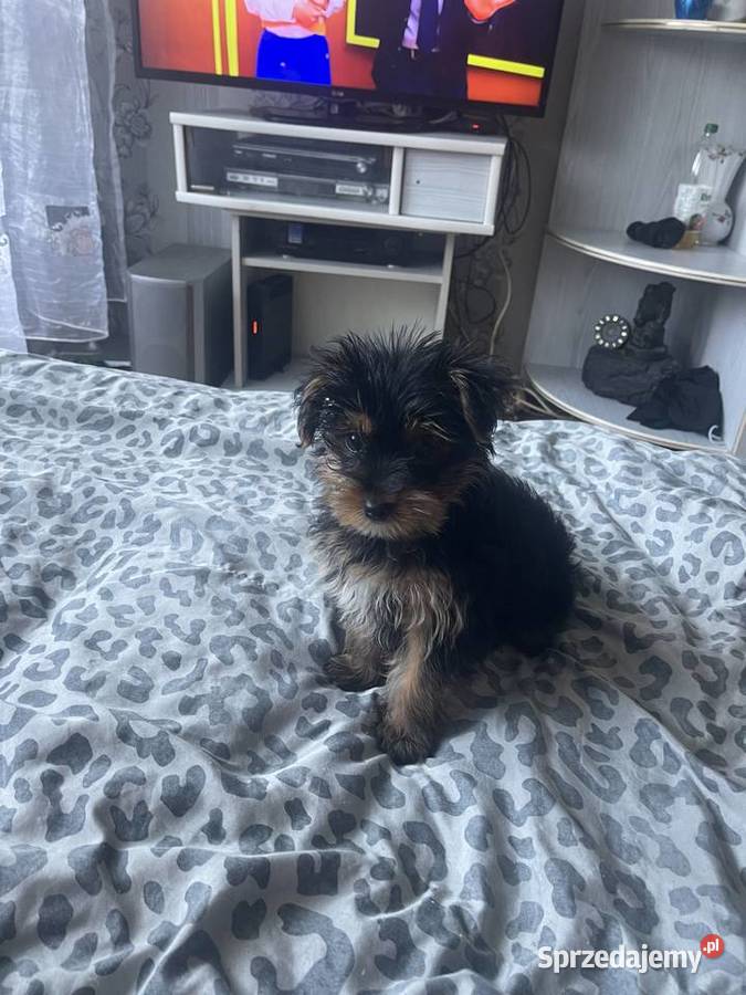 Pies Yorkshire Terrier Katowice