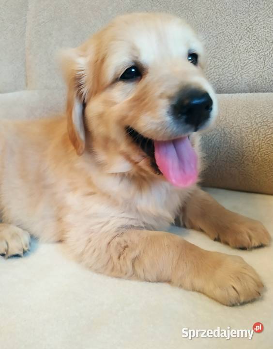 Golden Retriever Golden Retriever