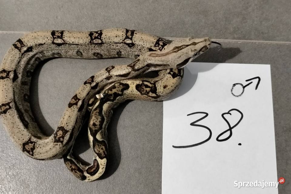 Boa cesarskie cb26 samice