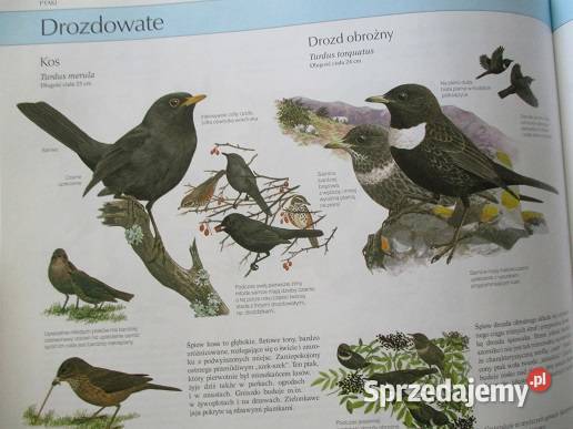 Nasza przyroda Świat zwierząt przyroda biologia Łódź sprzedam