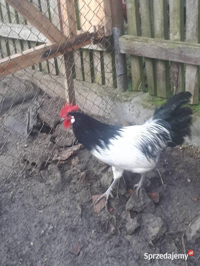 Koguty vorwerk lakefender i inne Ostrzeszów