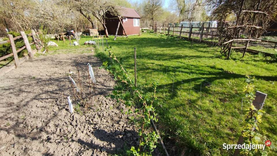 Działka ROD Kalina Zawilcowa Lublin woda