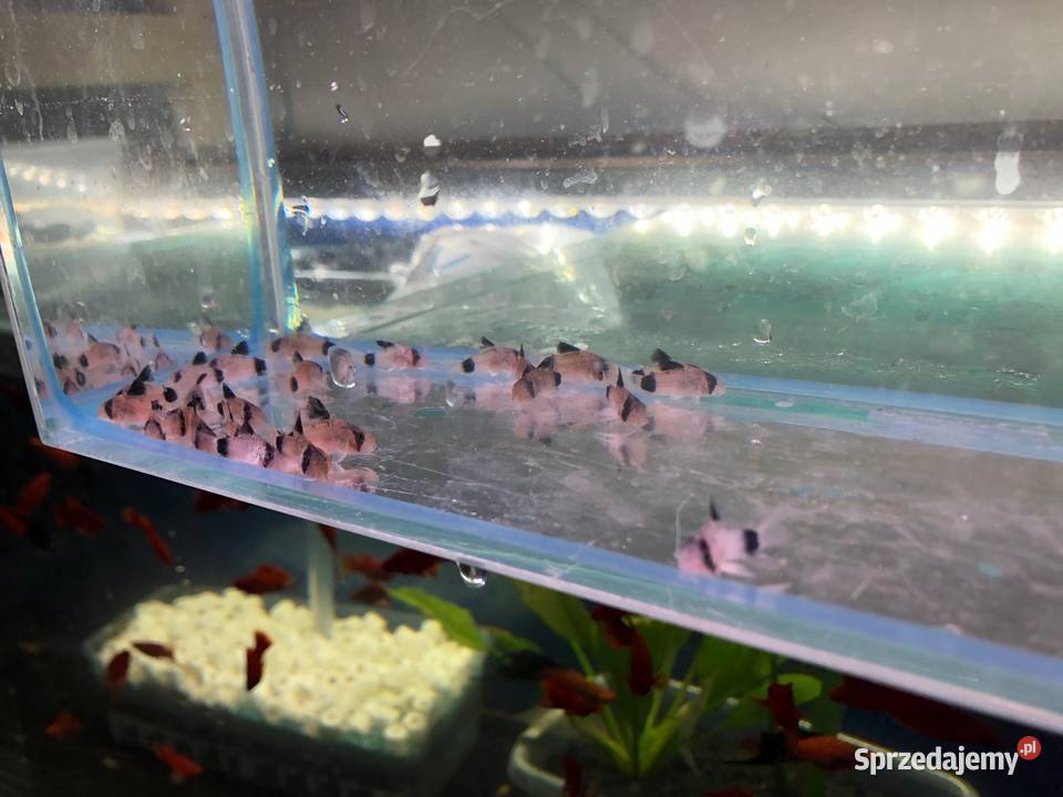 Kirys Panda sum Panda Justynów