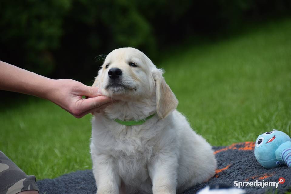 Szczenięta golden retriver ZKWP FCI mazowieckie