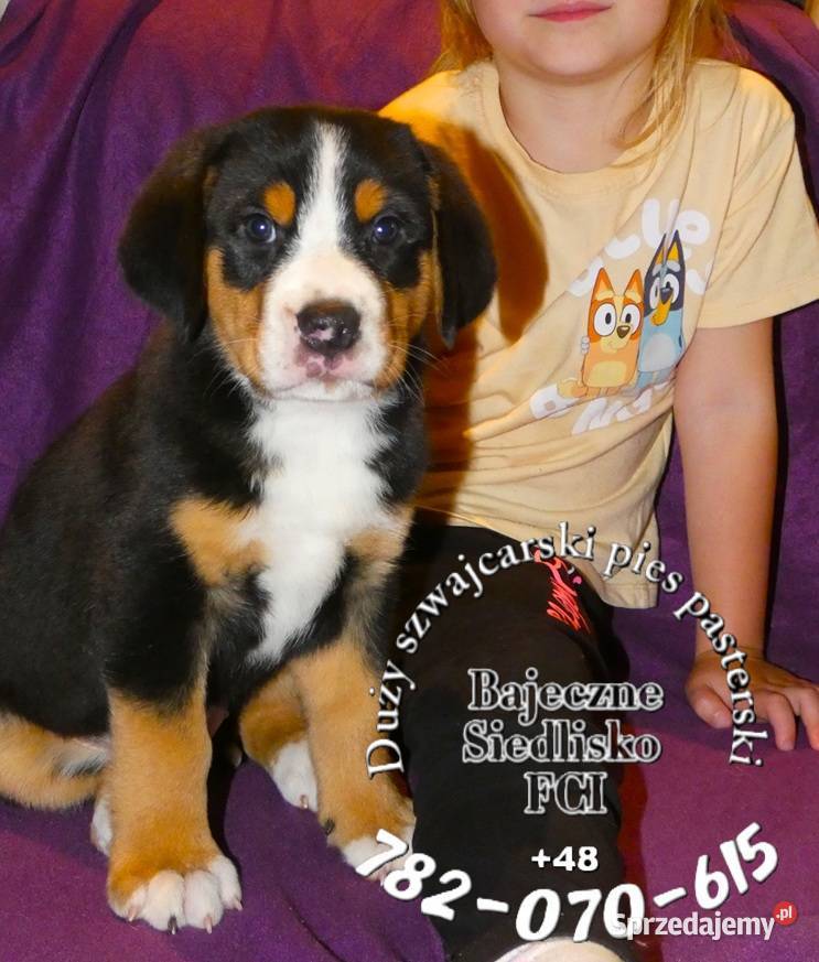 Duży Szwajcarski Pies Pasterski szczeniak Dąbrowa Górnicza sprzedam