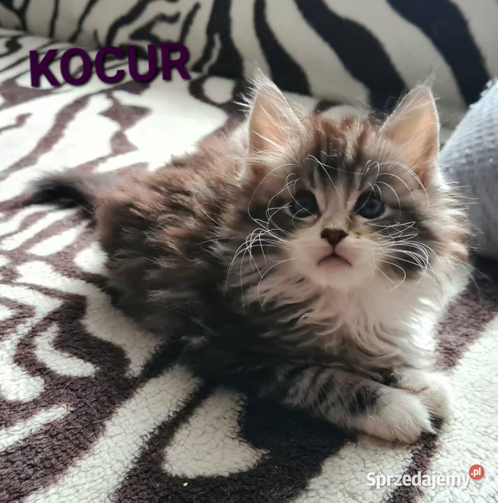 Kociaki szukają nowego domu opolskie Opole