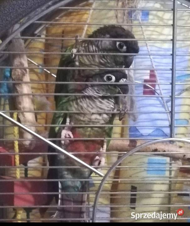 Rudosterki para inne