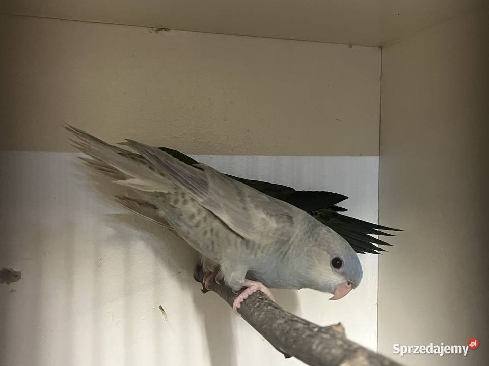 stokówki prążkowane 2026 Pary Przeworsk