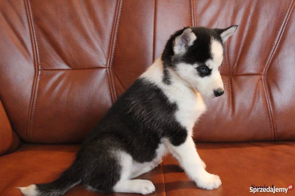 Szczeniaczki Syberian Husky Gostynin