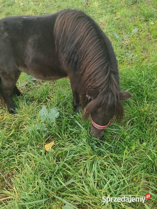 Sprzedam kuce szetlandzkie