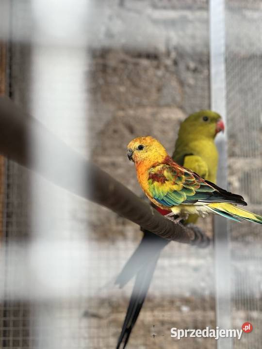 Świergotka opolskie Bierdzany