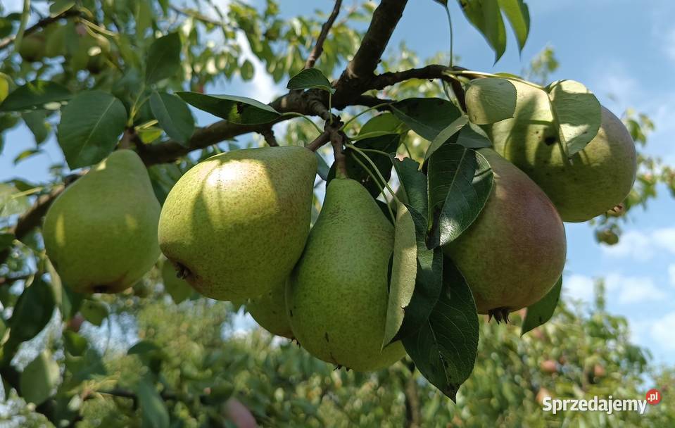 Owoce Gruszki Faworytka Klapsa sprzedam Bronisze