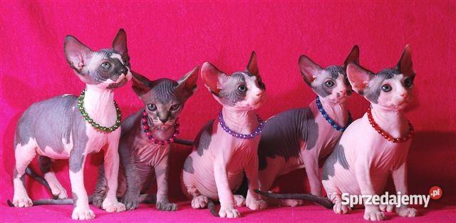 SPHYNX CANADIAN Zaprasza Cattery De TrojanS mazowieckie Warszawa