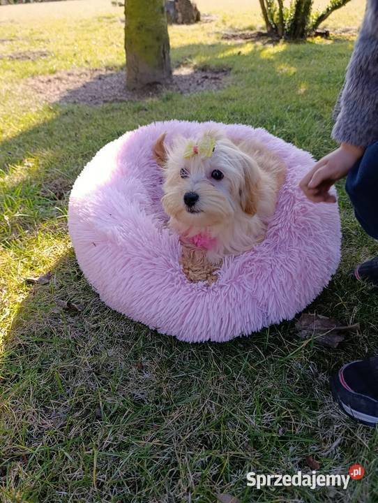 Suczka Maltipoo
