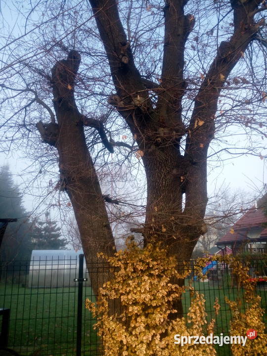 Opróżnianie mieszkań Wywóz śmieci złomu itp Jasło