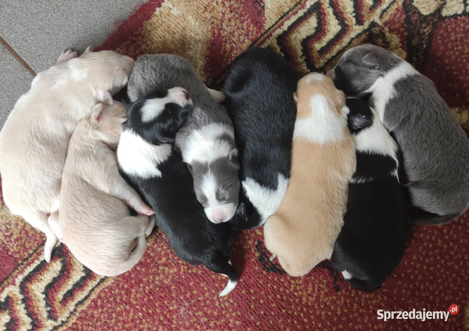 Border Collie przebadani sprawdzeni rodzice podkarpackie Iwonicz