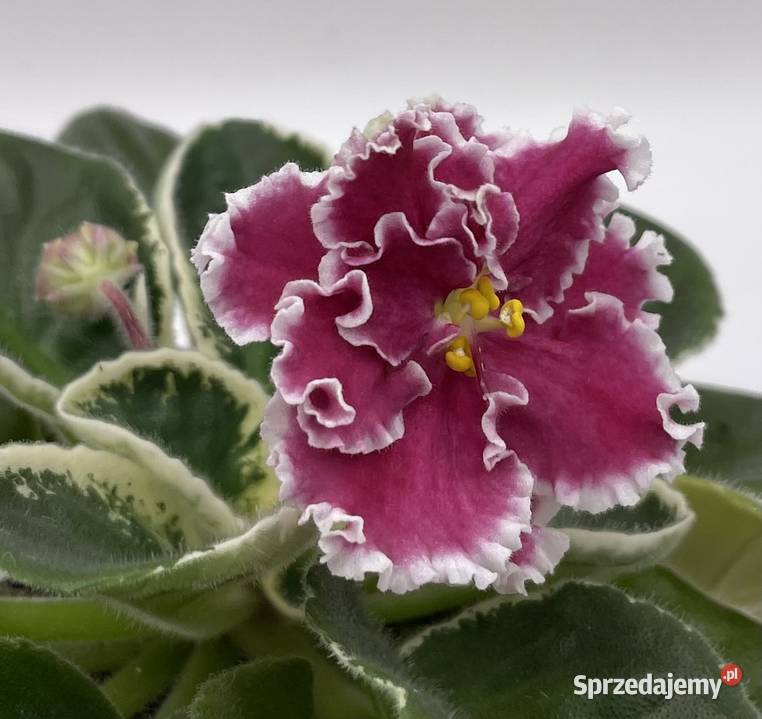 Fiołek afrykański kwitnąca sadzonka Jędrzejów