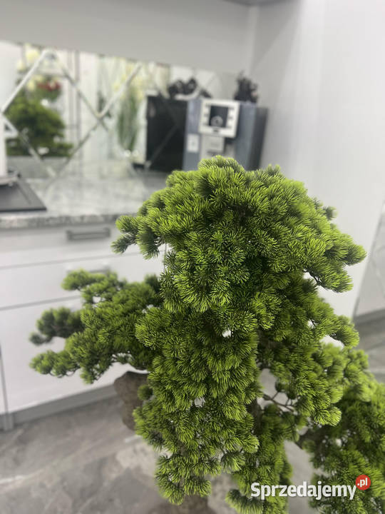 Sztuczne drzewko bonsai 200 żywe duże bonsai do Wyposażenie wnętrz małopolskie Golkowice