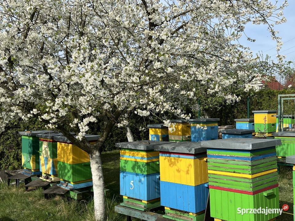 Pszczoły rodziny pszczele ramka wielkopolska