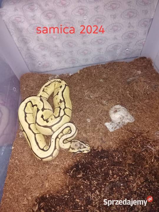 Sprzedam 10 Pytona królewskiego