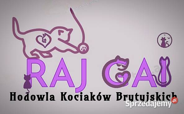 Kotki brytyjskie blue i liliowe z rodowodem Siemiatycze
