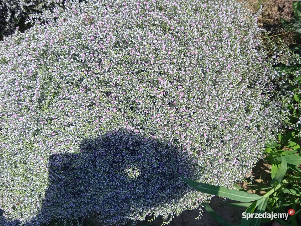 Zatrwian tatarski kwiat Pozostałe Izbica