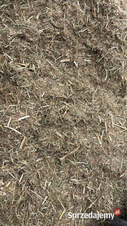 Suchy tmr Włostów sprzedam