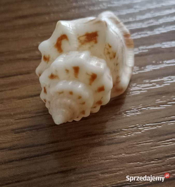 Muszle morskie kpl 19 sztuk Pozostałe